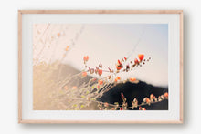 Load image into Gallery viewer, POPPIES IN THE SAN TAN MOUNTAINS 1