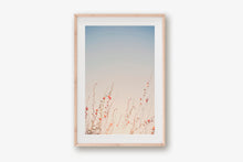 Load image into Gallery viewer, WILD POPPIES IN ARIZONA