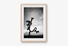 Load image into Gallery viewer, A JOSHUA TREE IN BLACK & WHITE