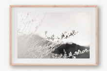 Load image into Gallery viewer, ARIZONA POPPIES IN BLACK & WHITE