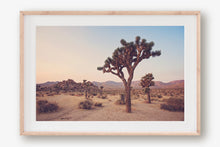 Load image into Gallery viewer, JOSHUA TREE IN SEPTEMBER