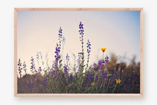 Load image into Gallery viewer, WILD LAVENDER AT TWILIGHT