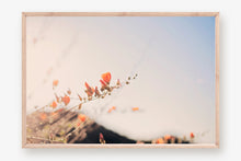 Load image into Gallery viewer, POPPIES IN THE SAN TAN MOUNTAINS 2