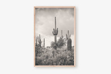 Load image into Gallery viewer, SUPERSTITION WILDERNESS IN BLACK & WHITE