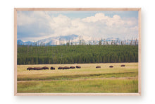 Load image into Gallery viewer, WILD BISON IN WYOMING
