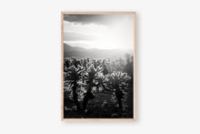 Load image into Gallery viewer, CACTUSGARDEN IN BLACK & WHITE