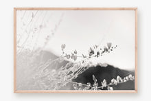 Load image into Gallery viewer, ARIZONA POPPIES IN BLACK & WHITE