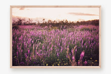 Load image into Gallery viewer, CALIFORNIA LAVENDER SUPER BLOOM