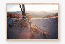 Load image into Gallery viewer, ROOTS OF A TREE IN BRYCE CANYON