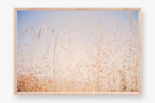 Load image into Gallery viewer, CALIFORNIA GOLDEN GRASS
