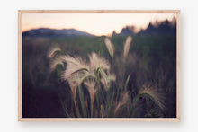 Load image into Gallery viewer, FOUNTAIN GRASS IN BIG BEAR