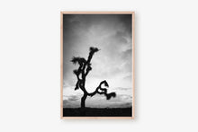 Load image into Gallery viewer, A JOSHUA TREE IN BLACK & WHITE