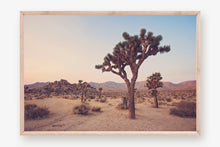Load image into Gallery viewer, JOSHUA TREE IN SEPTEMBER
