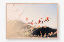 Load image into Gallery viewer, POPPIES IN THE SAN TAN MOUNTAINS 1