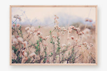 Load image into Gallery viewer, CALIFORNIA WILD FLOWERS IN WILDWOOD CANYON