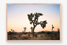 Load image into Gallery viewer, JOSHUA TREE AT TWILIGHT
