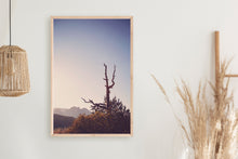 Load image into Gallery viewer, AN OLD TREE AT SUNRISE IN SEDONA ARIZONA