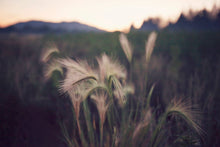 Load image into Gallery viewer, FOUNTAIN GRASS IN BIG BEAR