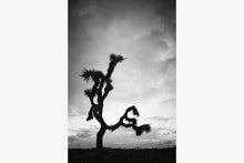 Load image into Gallery viewer, A JOSHUA TREE IN BLACK & WHITE