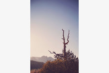 Load image into Gallery viewer, AN OLD TREE AT SUNRISE IN SEDONA ARIZONA