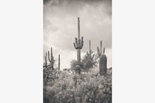 Load image into Gallery viewer, SUPERSTITION WILDERNESS IN BLACK & WHITE