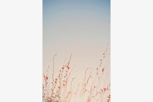 Load image into Gallery viewer, WILD POPPIES IN ARIZONA