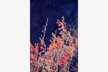 Load image into Gallery viewer, WILD POPPIES AT TWILIGHT