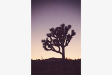 Load image into Gallery viewer, A JOSHUA TREE AT TWILIGHT 2