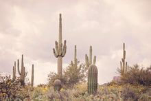 Load image into Gallery viewer, SAGUARO IN THE SUPERSTITION WILDERNESS