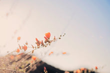 Load image into Gallery viewer, POPPIES IN THE SAN TAN MOUNTAINS 2