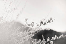 Load image into Gallery viewer, ARIZONA POPPIES IN BLACK & WHITE
