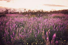 Load image into Gallery viewer, CALIFORNIA LAVENDER SUPER BLOOM