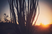 Load image into Gallery viewer, SUNRISE IN JOSHUA TREE