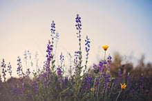 Load image into Gallery viewer, WILD LAVENDER AT TWILIGHT
