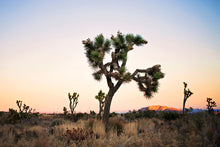 Load image into Gallery viewer, JOSHUA TREE AT TWILIGHT