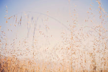 Load image into Gallery viewer, CALIFORNIA GOLDEN GRASS