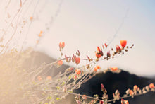 Load image into Gallery viewer, POPPIES IN THE SAN TAN MOUNTAINS 1