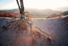 Load image into Gallery viewer, ROOTS OF A TREE IN BRYCE CANYON