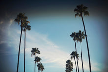 Load image into Gallery viewer, CALIFORNIA PALM TREES
