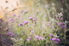 Load image into Gallery viewer, CALIFORNIA WILD FLOWERS