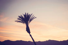Load image into Gallery viewer, A PALM TREE IN PALM DESERT