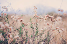 Load image into Gallery viewer, CALIFORNIA WILD FLOWERS IN WILDWOOD CANYON