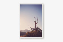 Load image into Gallery viewer, AN OLD TREE AT SUNRISE IN SEDONA ARIZONA