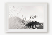 Load image into Gallery viewer, ARIZONA POPPIES IN BLACK & WHITE