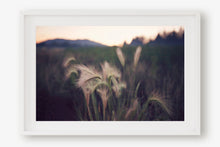 Load image into Gallery viewer, FOUNTAIN GRASS IN BIG BEAR