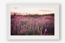 Load image into Gallery viewer, CALIFORNIA LAVENDER SUPER BLOOM
