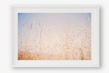 Load image into Gallery viewer, CALIFORNIA GOLDEN GRASS