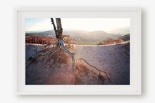 Load image into Gallery viewer, ROOTS OF A TREE IN BRYCE CANYON