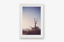 Load image into Gallery viewer, AN OLD TREE AT SUNRISE IN SEDONA ARIZONA