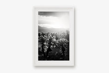 Load image into Gallery viewer, CACTUSGARDEN IN BLACK & WHITE